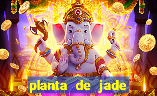 planta de jade significado espiritual